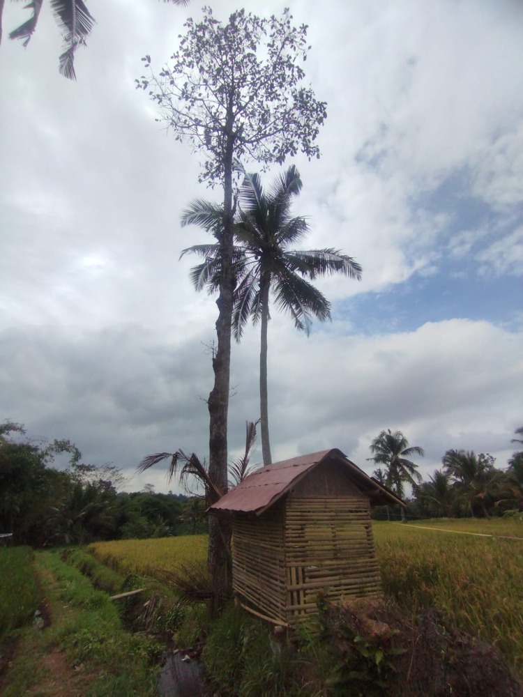 Mengangkat tema “Jemberan”, kudapan- kudapan dalam package FnB khas andalan warga Jember. Dengan Rp. 100.000 nett/pax pengunjung, peminat festival dapat menikmati menu package FnB yang tersedia di makanKoe Restaurant.